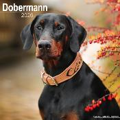 CALENDRIER 2026 - DOBERMAN