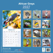 CALENDRIER 2027 - PERROQUET GRIS DU GABON