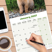 CALENDRIER 2027 - LAPINS