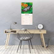 CALENDRIER 2027 - PAPILLONS INSECTES