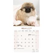CALENDRIER 2026 - PEKINOIS
