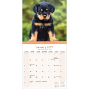 CALENDRIER 2027 - ROTTWEILER