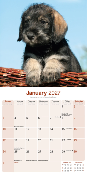 CALENDRIER 2027 - SCHNAUZER