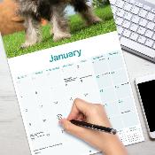 CALENDRIER 2026 - SCHNAUZER NAIN