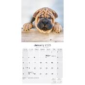 CALENDRIER 2026 - SHAR PEI