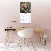 CALENDRIER 2026 - TECKEL POIL LONG