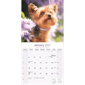 CALENDRIER 2027 - YORKSHIRE TERRIER