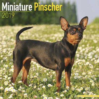CALENDRIER 2019 - PINSCHER