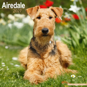 CALENDRIER 2027 - AIREDALE