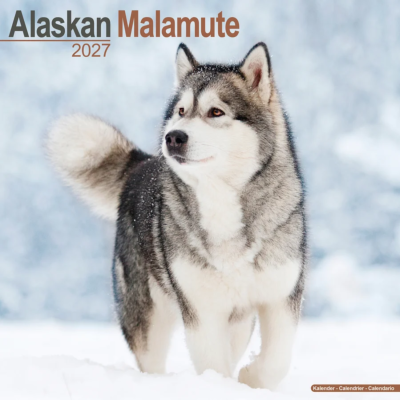 CALENDRIER 2027 - ALASKAN MALAMUTE