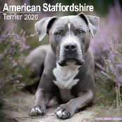 CALENDRIER 2026 - AMERICAN STAFFORDSHIRE TERRIER
