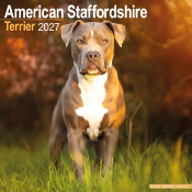 CALENDRIER 2027 - AMERICAN STAFFORDSHIRE TERRIER