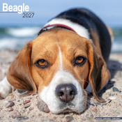 CALENDRIER 2027 - BEAGLE