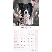 CALENDRIER 2026 - BORDER COLLIE