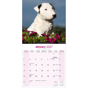 CALENDRIER 2027 - BULL TERRIER