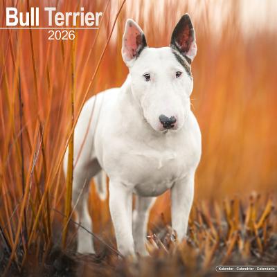 CALENDRIER 2026 - BULL TERRIER