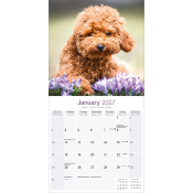 CALENDRIER 2027 - CANICHE TOY ET NAIN