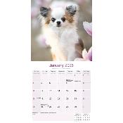 CALENDRIER 2026 - CHIHUAHUA