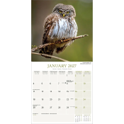 CALENDRIER 2027 - CHOUETTES