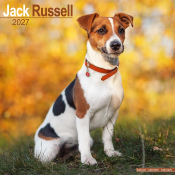CALENDRIER 2027 - JACK RUSSELL