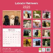 CALENDRIER 2026 -LABRADOR MIXED : sable, noir et chocolat