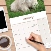 CALENDRIER 2027 - LHASSA APSO