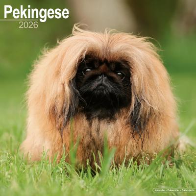 CALENDRIER 2026 - PEKINOIS