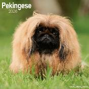 CALENDRIER 2026 - PEKINOIS