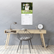 CALENDRIER 2027 - AMERICAN STAFFORDSHIRE TERRIER
