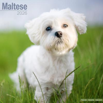 CALENDRIER 2026 -BICHON MALTAIS