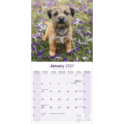 CALENDRIER 2027 - BORDER TERRIER