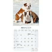 CALENDRIER 2026 - BOULEDOGUE ANGLAIS