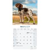 CALENDRIER 2026 - BRAQUE ALLEMAND