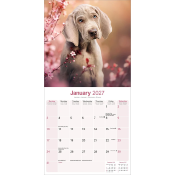 CALENDRIER 2027 - BRAQUE DE WEIMAR