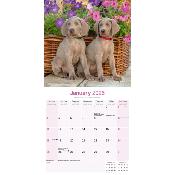 CALENDRIER 2026 - BRAQUE DE WEIMAR