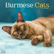 CALENDRIER 2026 - CHATS BURMESE toutes couleurs