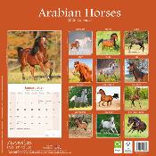 CALENDRIER 2026 - CHEVAUX ARABES