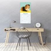 CALENDRIER 2027 - COBAYES - COCHON D'INDE