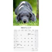 CALENDRIER 2026 - DOGUE ALLEMAND
