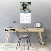 CALENDRIER 2027 - LABRADOR NOIR
