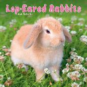 CALENDRIER 2026 - LAPINS BELIERS