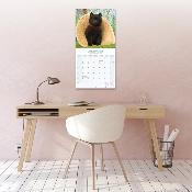 CALENDRIER 2026 - SCHIPPERKE