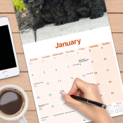 CALENDRIER 2027 - SCOTTISH TERRIER