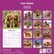 CALENDRIER 2026 - SETTER IRLANDAIS