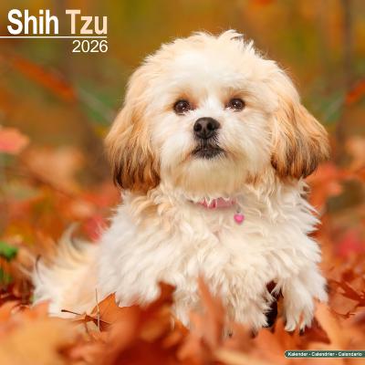 CALENDRIER 2026 - SHIH TZU