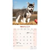 CALENDRIER 2026 - SIBERIAN HUSKY