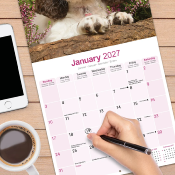 CALENDRIER 2027 - SPRINGER SPANIEL ANGLAIS