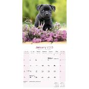 CALENDRIER 2026 - STAFFORDSHIRE BULL TERRIER