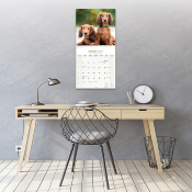 CALENDRIER 2027 - TECKEL POIL LONG