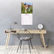 CALENDRIER 2027 - BEAGLE